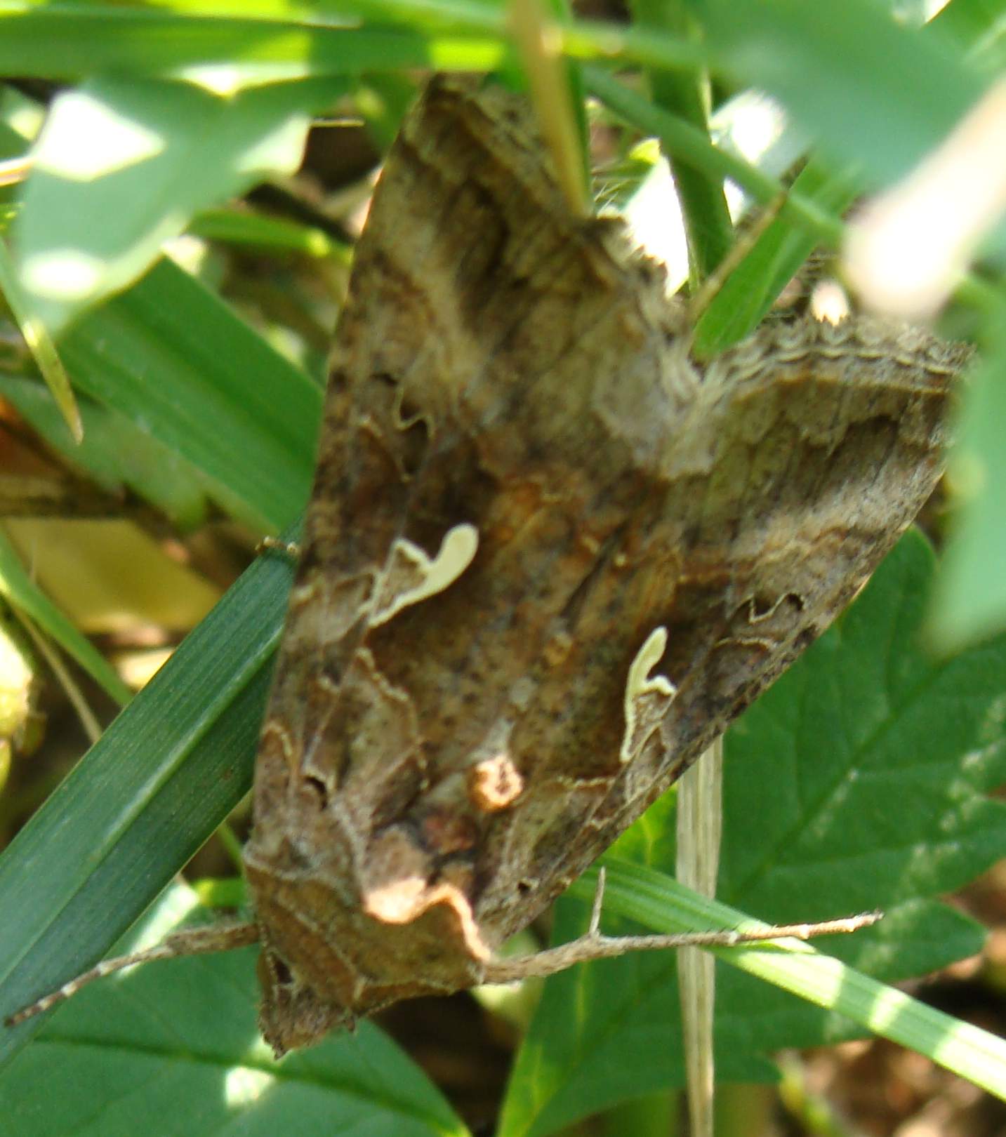 Autographa gamma